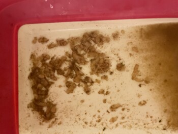 Consumer Review - Food Safety McDonald's, Route Nationale 508, Sévrier, France Aujourd’hui , le vendredi 29 septembre 2023 aux ale... photo #1