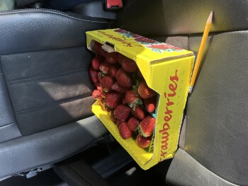 Strawberries, Street vendor, Loveridge Road, Pittsburg, CA, USA photo #1