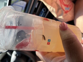 Wendy's, Metropolitan Parkway Southwest, Atlanta, GA, USA foto #1