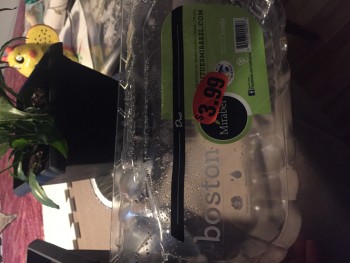 Montreal, QC, Canada photo #1