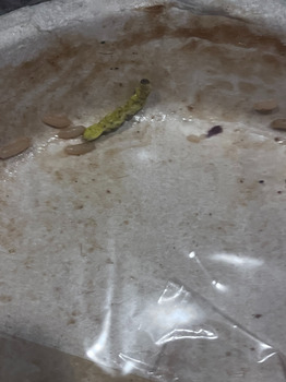 تقرير سلامة الغذاء للمستهلك Walmart Supercenter, South Broadway Avenue, Tyler, Texas, USA A worm found in Maria Callendar Brocco... صورة فوتوغرافية #2