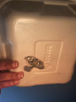 Consumer Review - Food Safety Cook Out, Patton Avenue, Asheville, NC, USA My friend and I received burnt plastic containers. Felt... photo #1