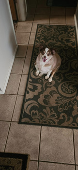 Rapport de sécurité du consommateur My dog died tonight after eating a dreambpne treat I bought some of the dream bone with real chicken... photo #4