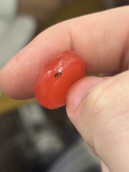 Gushers Candy, Wichita, Kansas, USA photo #1