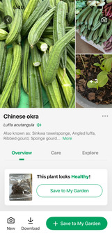 Seeds sent 照片 #1