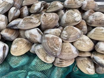 Reclame de Alimentos Shellstock Oyster recalled due to Norovirus Contamination Gomez Shellfish, LLC is recalling shellsto... foto #1