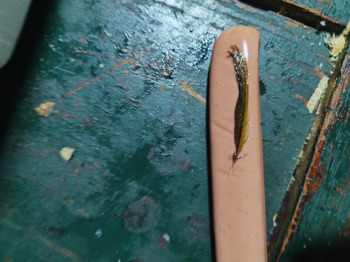 Verbraucherbewertung – Lebensmittelsicherheit Salchicha, Cartago Province, Paraíso, Costa Rica El pasado sábado me salió una pluma de algún animal... Foto #2