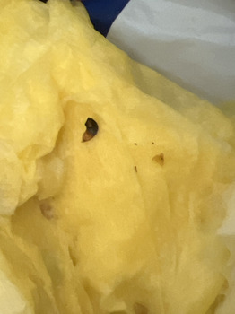 消费者评论 - 食品安全 Dutch Bros Coffee, South Airport Way, Manteca, CA, USA 4/29/26 Dutch bros carmelizer blended drink M... 照片 #1