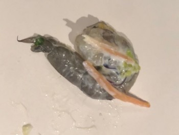 Consumer Review - Food Safety Market Broiler | Riverside, Merrill Avenue, Riverside, CA, USA I ordered a soup and salad. The Clam... photo #2