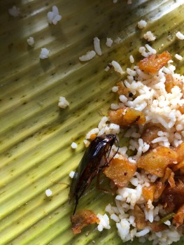 Consumer Food Safety Report Changi Business Park Crescent, Sankranti, Singapore Got a cockroach in food photo #1