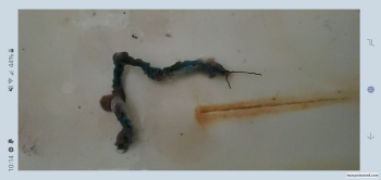 Avaliação do consumidor - Segurança alimentar Macey's, 1300 East, Sandy, UT, USA Malt o meal tootie fruties cereal There was a huge 6inch piece of... foto #2