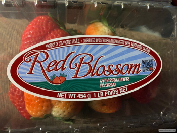 Avis du consommateur - Sécurité alimentaire Elmer IGA, Front Street, Elmer, NJ, USA I strongly believe it was Red Blossom strawberries purchased... photo #1