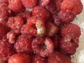 Verbraucherbewertung – Lebensmittelsicherheit Publix Super Market at Nokomis Village, North Tamiami Trail, Nokomis, FL, USA Raspberries  Washed co... Foto #2