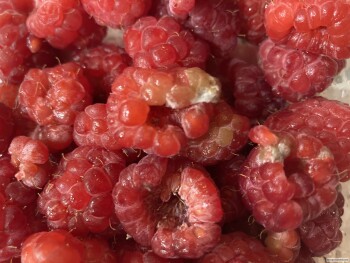 Verbraucherbewertung – Lebensmittelsicherheit Publix Super Market at Nokomis Village, North Tamiami Trail, Nokomis, FL, USA Raspberries  Washed co... Foto #1