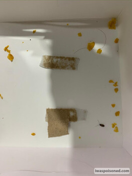 Ferns N Petal, Delhi, India photo #1