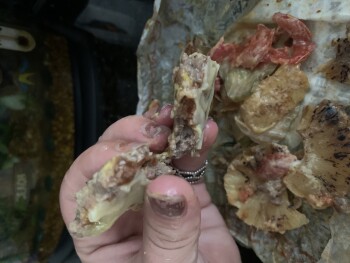 Verbraucherbewertung – Lebensmittelsicherheit BurgerIM Petworth, Georgia Avenue Northwest, Washington, DC, USA Ok so I ordered the impossible Burg... Foto #1