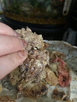 Verbraucherbewertung – Lebensmittelsicherheit BurgerIM Petworth, Georgia Avenue Northwest, Washington, DC, USA Ok so I ordered the impossible Burg... Foto #2