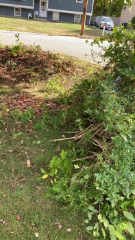 Reseña del consumidor - Seguridad alimentaria Hayes Venenosos - Plantas, Warwick, Rhode Island, USA Estoy todo rojo y no puedo respirar. Tengo tre... foto #5