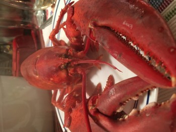Lobster, Nova Scotia, Canada 照片 #1
