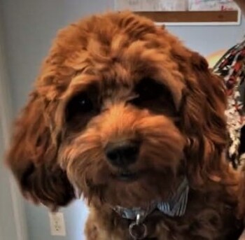 Dreambones, chicken variety  cause seizures 照片 #1