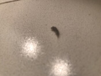 Tabard's Kitchen, Blue Valley Parkway, Overland Park, KS, USA photo #1