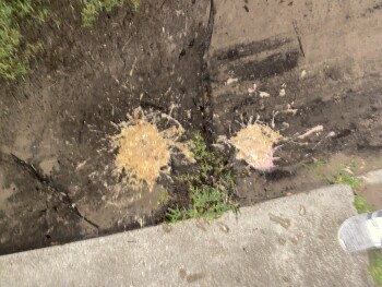 Strawberry Milkshake, McDonald's, 5911 S Braeswood Blvd, Houston, TX 77096, United States 照片 #1