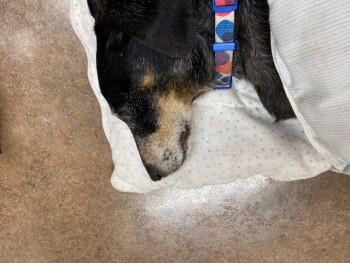 Dream Bones Spirals, Huntington, Texas, USA Foto #1