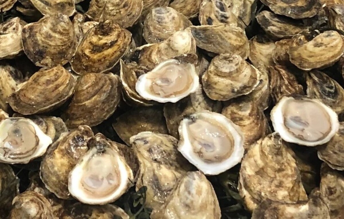 Barstool and Sweet Island Oysters recalled due to generic E. coli