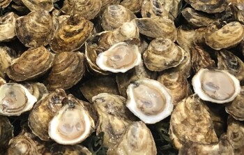 Food Recall Barstool and Sweet Island Oysters - recalled due to generic E. coli The CFIA announced the recall of... photo #1