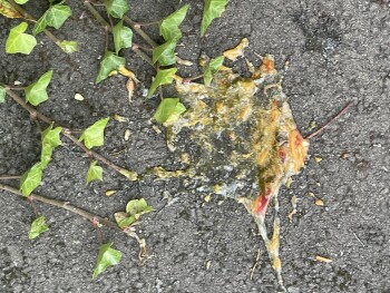 Consumer Review - Food Safety McDonald's Birmingham - Small Heath, Coventry Road, Small Heath, Birmingham, UK Chicken was like jel... photo #1