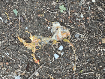 Consumer Review - Food Safety McDonald's Birmingham - Small Heath, Coventry Road, Small Heath, Birmingham, UK Chicken was like jel... photo #2