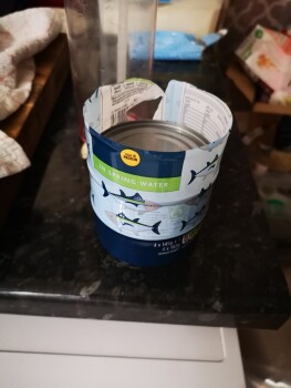 Consumer Review - Food Safety Morrisons, Kennedy Way, Tiverton, UK Yesterday and about 1.5 months ago Morrisons Tuna 4 pack in spr... photo #1