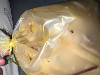 Consumer Food Safety Report RDS Restaurant Wangsa Maju Sdn bhd, Jalan 13/27b, Desa Setapak, Kuala Lumpur, Federal Territory of K... photo #7