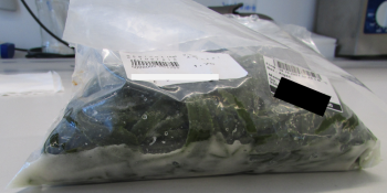 Rappel d'aliments Alge Kelp Streifen seaweed - recalled due to high level of iodine The FSAI announced the recall of... photo #2