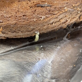 Bericht über die Lebensmittelsicherheit der Verbraucher Lenny & Larry's, Arminta Street, Panorama City, CA, USA Found a live maggot and webbing within a bra... Foto #1