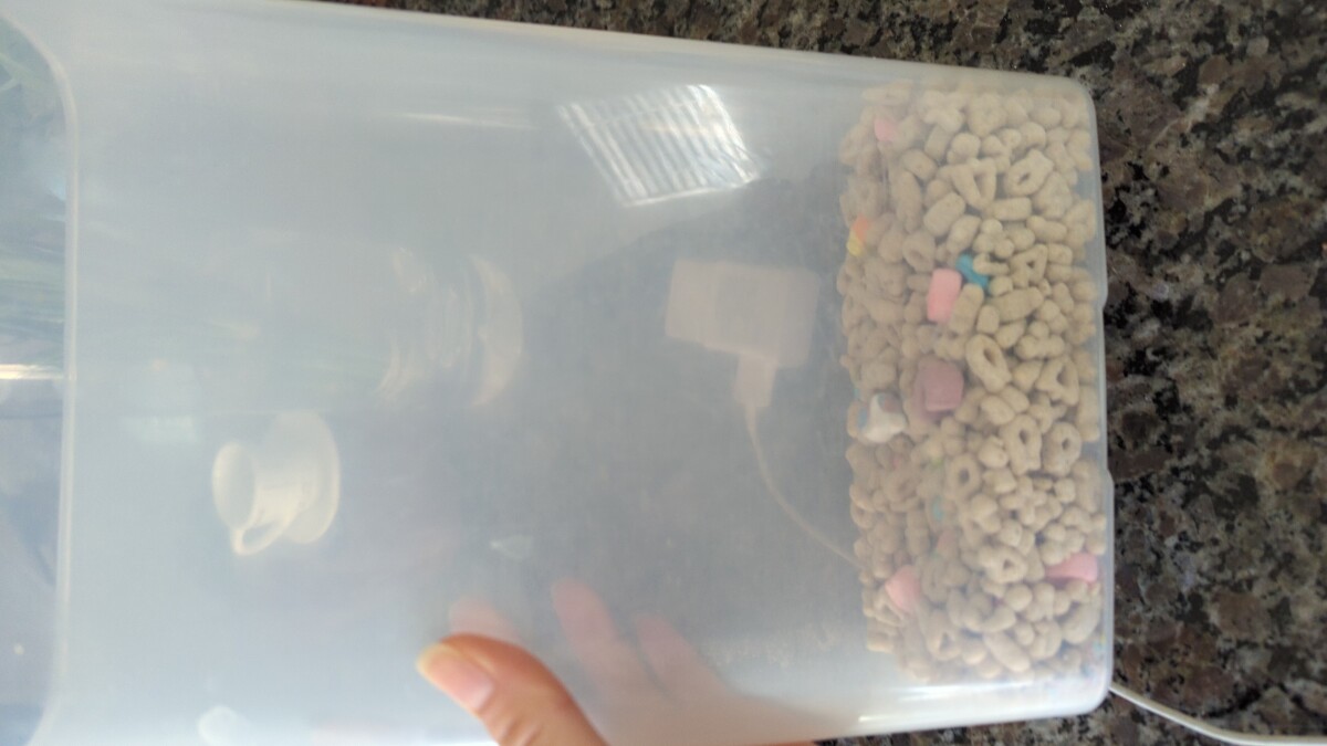 Lucky Charms Make You sick? What you need to know