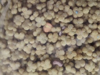 Lucky Charms, Chico, CA, USA photo #1