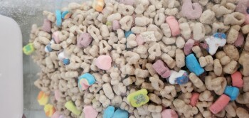 Avaliação do consumidor - Segurança alimentar lucky charms, Los Angeles, CA, USA I became sick after eating lucky charms. foto #1