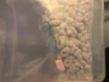 Dollar General, East Street, Fairport Harbor, OH, USA 照片 #1