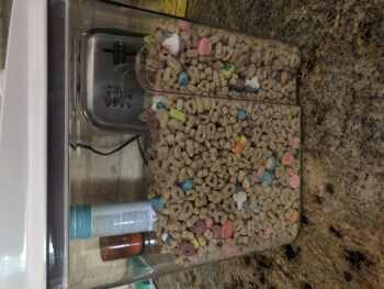 Food Lion, South Kings Highway, Myrtle Beach, SC, USA photo #1