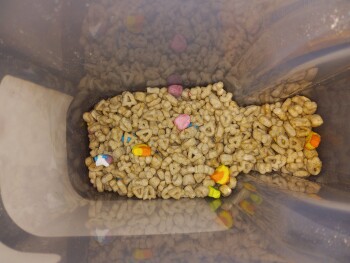 Lucky Charms, Sault Ste. Marie, ON, Canada صورة فوتوغرافية #1