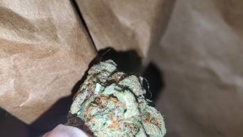 Dunegrass co - Beulah, Crystal Drive, Beulah, MI, USA photo #1