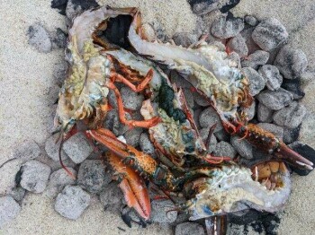 Clambake, Beach, Nantucket, MA, USA photo #1
