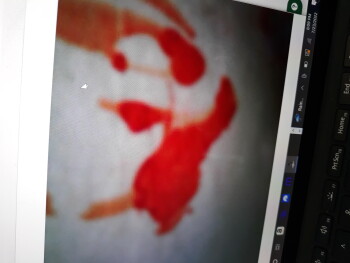 Relatório de segurança alimentar do consumidor Taco Bell, Tacoma, WA 98445, USA Blood on my wrapper foto #3