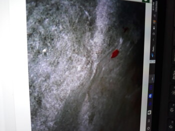 Relatório de segurança alimentar do consumidor Taco Bell, Tacoma, WA 98445, USA Blood on my wrapper foto #7