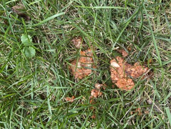 消费者评论 - 食品安全 Wendy's, 183rd Street, Tinley Park, IL, USA eating the hamburger i have the receipt. It happened on... 照片 #1