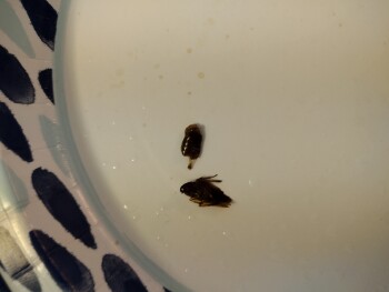 Panda Restaurant, Atlantic Avenue, Freeport, NY, USA foto #1