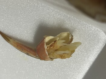 Avis du consommateur - Sécurité alimentaire Rustic Inn Crabhouse, Anglers Avenue, Fort Lauderdale, FL, USA Dungeoness crab, Went to this locatio... photo #1