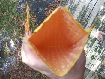 消费者安全报告 I received a small manilla mailing envelope from "online seller" in my standard mail. The package wa... 照片 #1