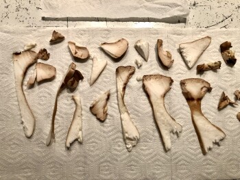 Kungsbackaskogen, Kungsbacka, Sweden foto #1